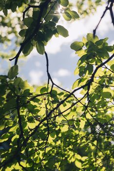 Leaves of linden tree lit  thorough by sun shining through summer. Background.