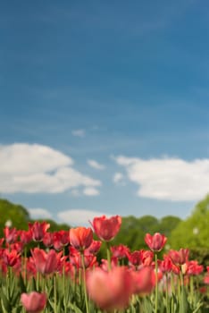 Group of red tulips in the park agains clouds. Spring blurred background postcard. copyspace.