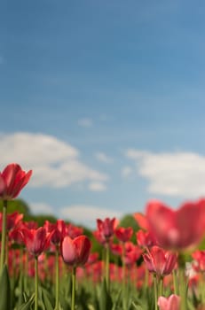 Group of red tulips in the park agains clouds. Spring blurred background postcard. copyspace.