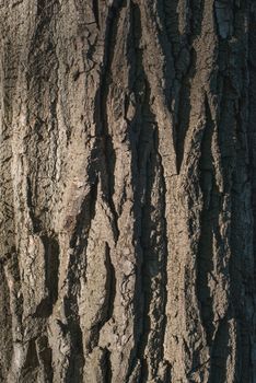 Old Wood Tree bark Texture Background Pattern. vertical image.