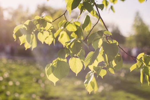 Leaves of linden tree lit  thorough by sun shining through summer. Background.