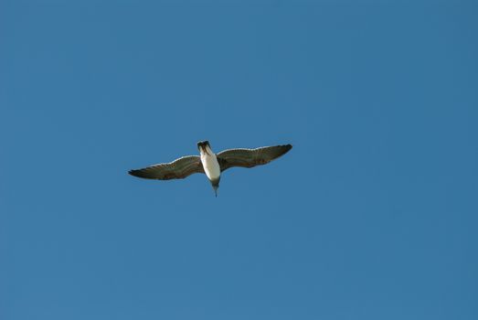 The bird flying in the blue sky.