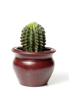 Cactus plant on white background