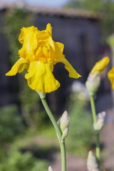 Yellow Irises (lat. Íris)   flowers, perennial, spring flower, soft focus