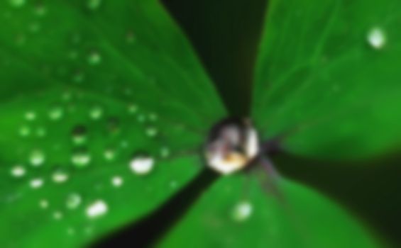 Green leaf of a plant with drops of dew, blurred