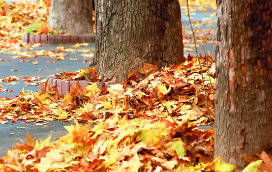 autumn leaves on the street crumbled, yellow, lying on the ground, autumn, harvesting, trees