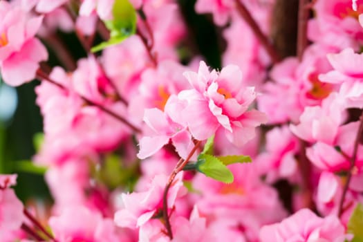 Sakura flowers blooming blossom in Chiang Mai, Thailand, nature background