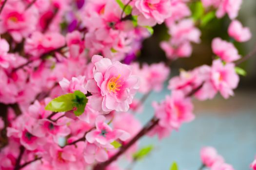 Sakura flowers blooming blossom in Chiang Mai, Thailand, nature background