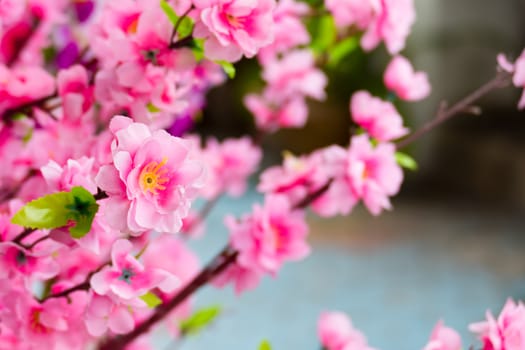 Sakura flowers blooming blossom in Chiang Mai, Thailand, nature background