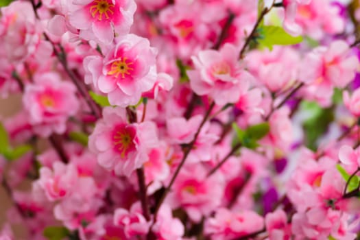 Sakura flowers blooming blossom in Chiang Mai, Thailand, nature background