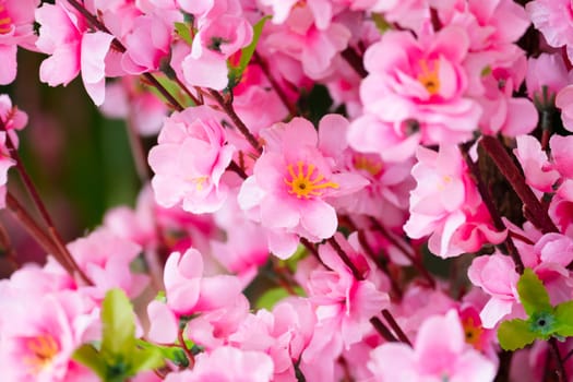 Sakura flowers blooming blossom in Chiang Mai, Thailand, nature background