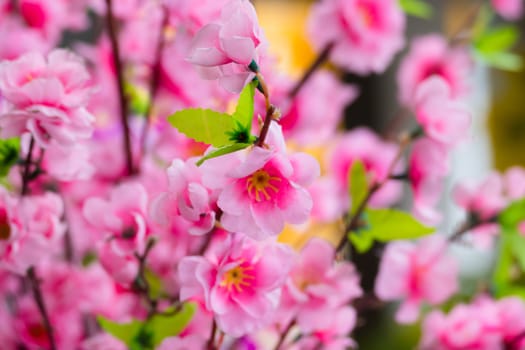 Sakura flowers blooming blossom in Chiang Mai, Thailand, nature background