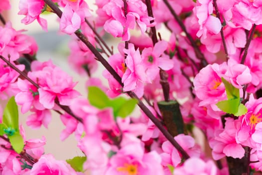 Sakura flowers blooming blossom in Chiang Mai, Thailand, nature background