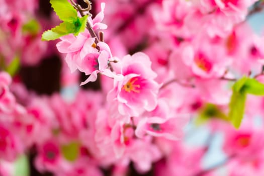 Sakura flowers blooming blossom in Chiang Mai, Thailand, nature background