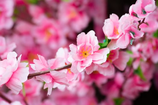 Sakura flowers blooming blossom in Chiang Mai, Thailand, nature background