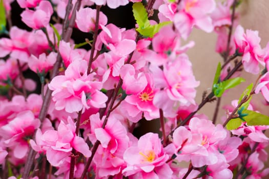 Sakura flowers blooming blossom in Chiang Mai, Thailand, nature background