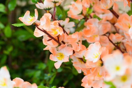 Sakura flowers blooming blossom in Chiang Mai, Thailand, nature background