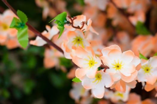 Sakura flowers blooming blossom in Chiang Mai, Thailand, nature background