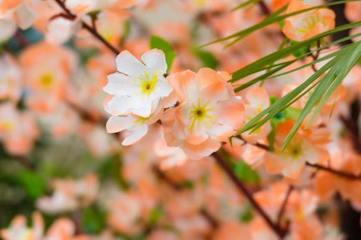 Sakura flowers blooming blossom in Chiang Mai, Thailand, nature background