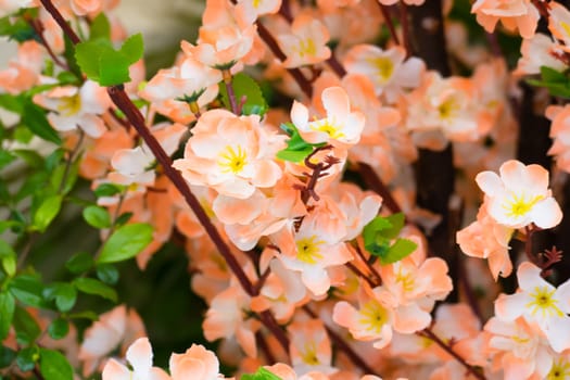 Sakura flowers blooming blossom in Chiang Mai, Thailand, nature background