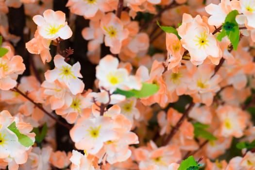 Sakura flowers blooming blossom in Chiang Mai, Thailand, nature background