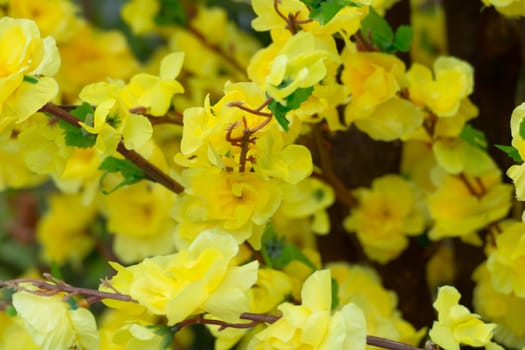 Sakura flowers blooming blossom in Chiang Mai, Thailand, nature background