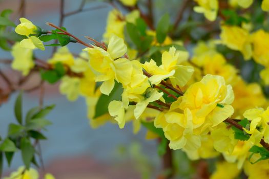 Sakura flowers blooming blossom in Chiang Mai, Thailand, nature background