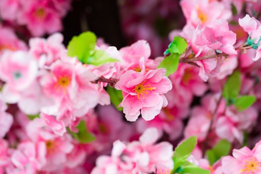 Sakura flowers blooming blossom in Chiang Mai, Thailand, nature background