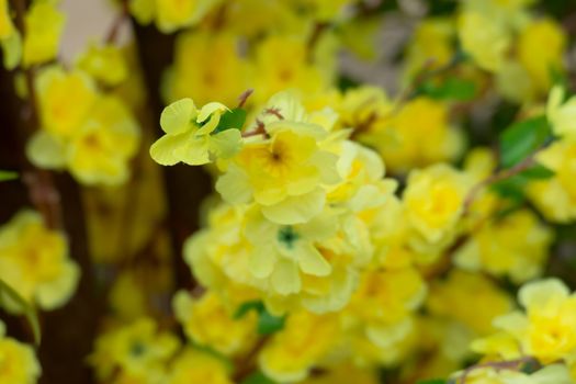 Sakura flowers blooming blossom in Chiang Mai, Thailand, nature background