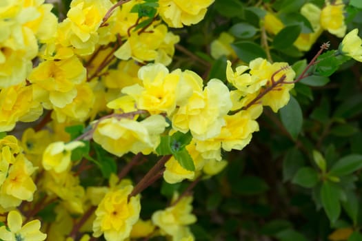 Sakura flowers blooming blossom in Chiang Mai, Thailand, nature background