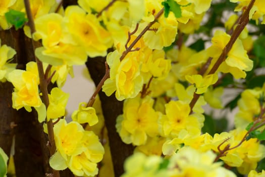 Sakura flowers blooming blossom in Chiang Mai, Thailand, nature background