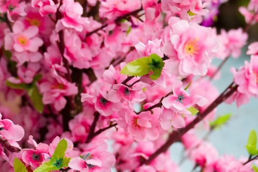 Sakura flowers blooming blossom in Chiang Mai, Thailand, nature background