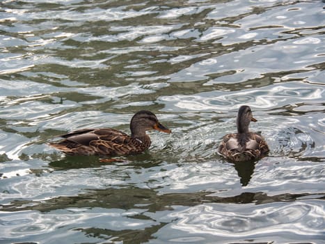 Close Up Of Two Mallard Ducks In The Lake