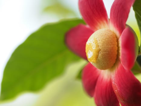 Close Up Of Uvaria Grandiflora Flower Blossom In The Garden