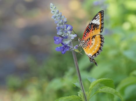 Close Up Of Monarch Butterfly On A Flower