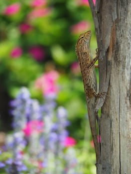 Close Up Of Lizard On Tree Trunk With Colorful Flowers Garden Background