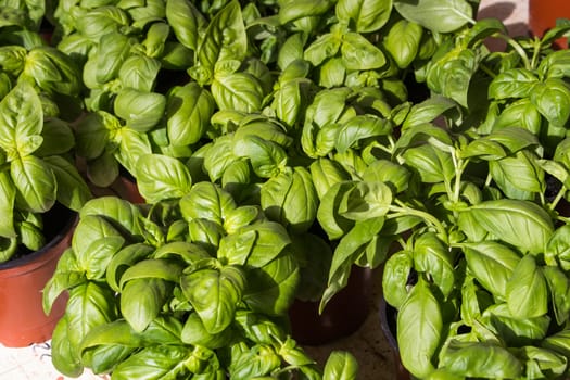 Leaves of many basil plans, still in the pots to plant them at home. Touch of the sunlight on the leaves.