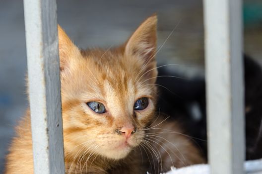 Tee red wild kitty resting behind bars