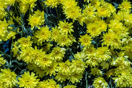 Close up yellow flowers daisies garden.