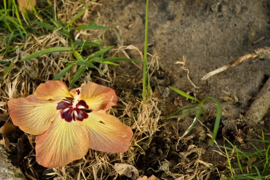 Fallen orange flower on the ground