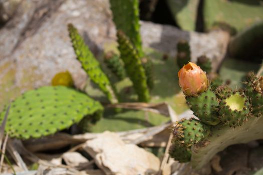 Orange color of the flower of cactus opuntia - prickly pear.