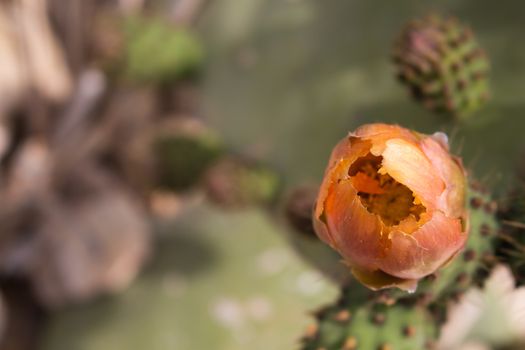 Orange color of the flower of cactus opuntia - prickly pear.