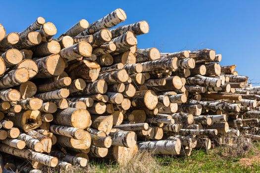 white birch tree logs heap, forest tree diversity