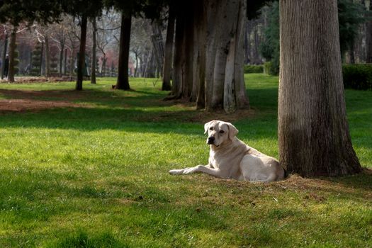 View of a big white dog sitting under a big tree in a meadow area in the park.