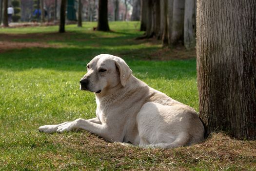 View of a big white dog sitting under a big tree in a meadow area in the park.