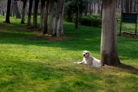 View of a big white dog sitting under a big tree in a meadow area in the park.