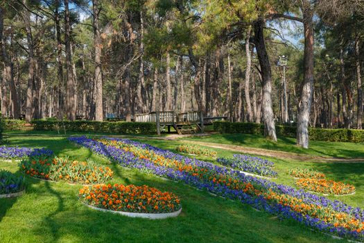 View of a big park with pine trees and meadow area around.