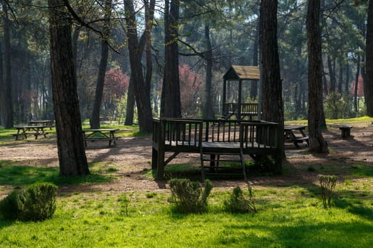 View of a big park with pine trees, meadow area and wooden stairs around.