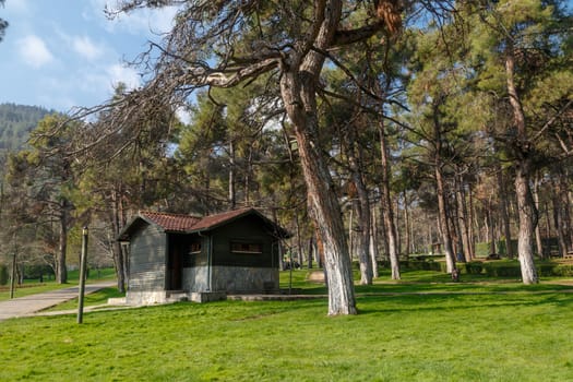 View of a big park with pine trees, meadow area and wooden house around.