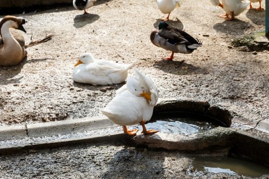 View of goose or duck in a cage on the ground.